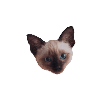 Cat Spinning Sticker by Jasi