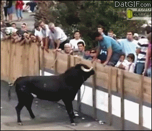 Bull GIFs - Get the best GIF on GIPHY