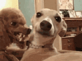 dogs GIF