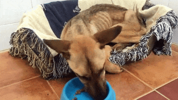 benitabodoque7gmailcom animal dog GIF