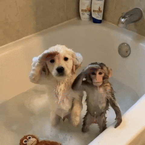 Dog Bath GIF by Respective