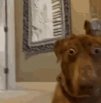 Shocked Dog GIF