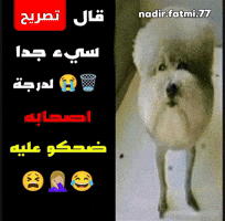 Statement Arabic Memes GIF
