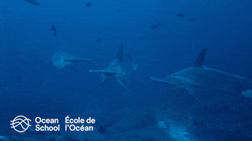 Ocean Scool - École de l'Océan GIF