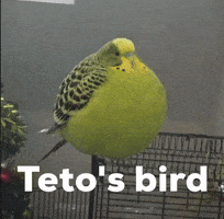 Bird GIF