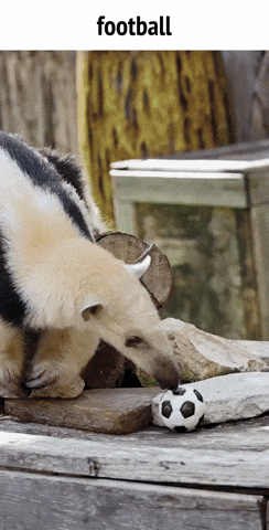 World Cup Football GIF