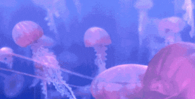 Finding Nemo Jellyfish GIF