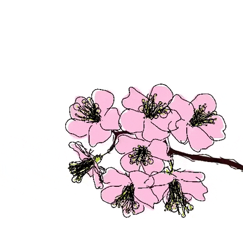 blooming cherry blossoms GIF by David Koblesky