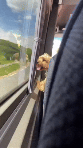 Goatedpepito GIF