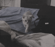 Cat GIF