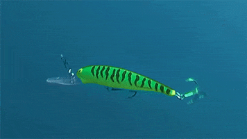 Fish Lips GIFs - Find & Share on GIPHY