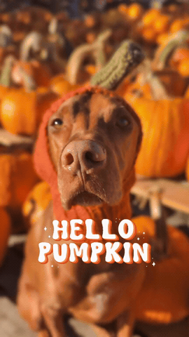 Pumpkin Spice GIF