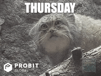 Grumpy Cat Thursday GIF