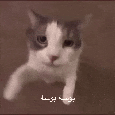 I Love You Cat Kiss GIF by Bashar