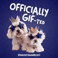 Dogs Maltese GIF by HammyandBrody