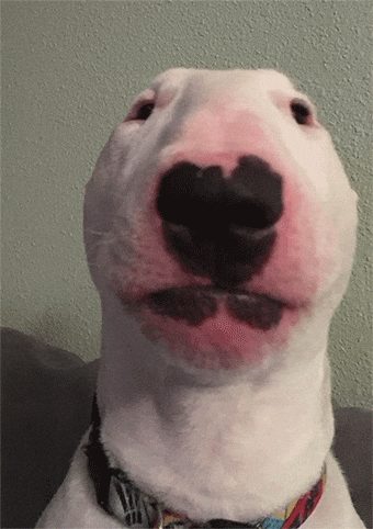Happy GIF