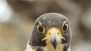 200.gif?cid=fc005b0857bc7697ec9f7988a262e152ab5a91b65240d80d&rid=200.gif&ct=g