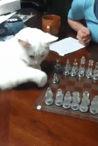 smart cat GIF