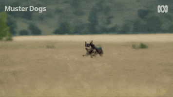 Border Collie Dogs GIF by ABC TV + IVIEW