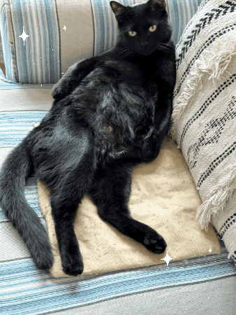 Sexy Black Cat GIF