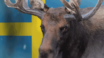 swedish GIF