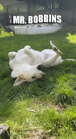 Charliecharles GIF