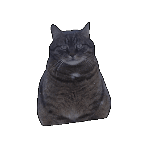 Animated Sticker