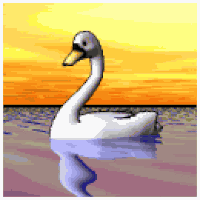 swan