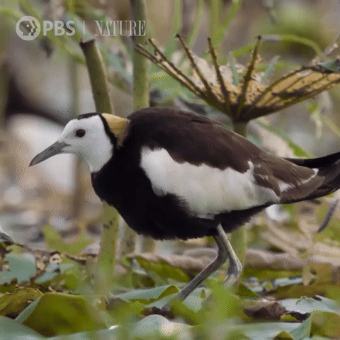 Pbs Nature Bird GIF by Nature on PBS