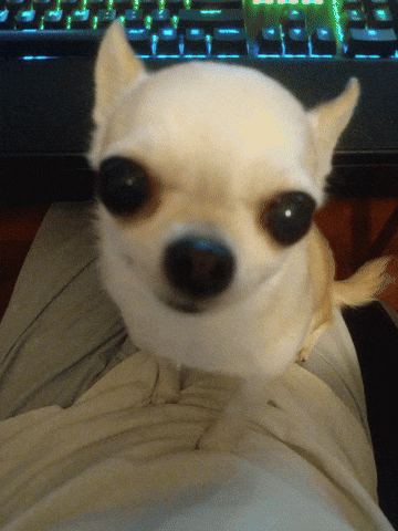 chihuahua oren GIF
