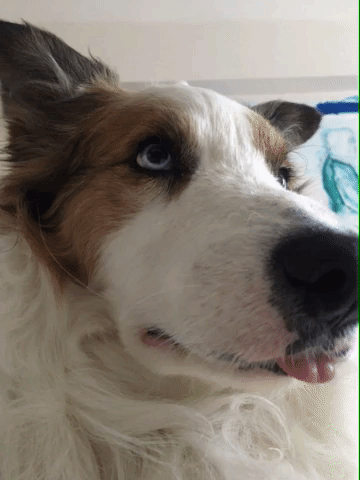 Border Collie What GIF