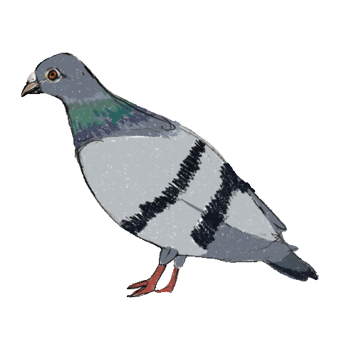 images Flying Carrier Pigeon Gif bird pigeon sticker for ios android