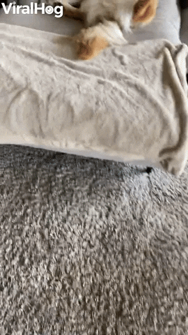 Lazy Dog Lays Back On The Couch GIF by ViralHog