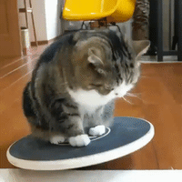 Cat Balance GIF