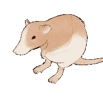 Pet Sticker