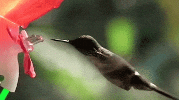 hummingbird feeder GIF
