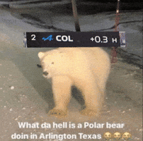 Polar Bear Alpine GIF