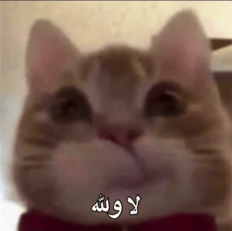 Cat Iraq GIF by Bashar