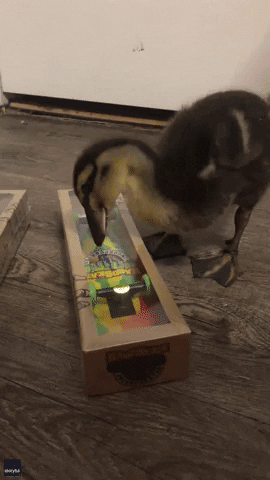 Duck Skateboard GIF by Storyful