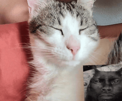 Sleeping Cat GIF