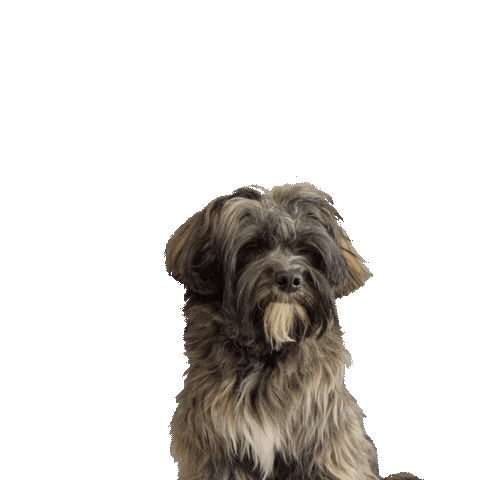 Dog Sticker by De Hondenjuf