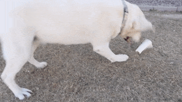 Dogs GIF
