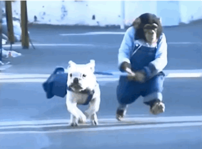 Dog Walking GIFs - Get the best GIF on GIPHY