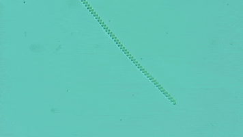 medprime microscope microscopy spirulina digital microscope GIF