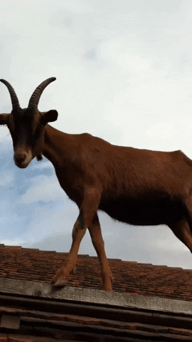 Animal GIF