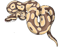 Tattoo Snake Sticker