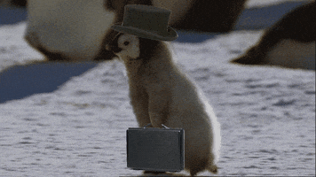 Video gif. A baby penguin runs across the snow. It has been edited to appear as if the penguin is wearing a top hat and holding a briefcase, a perfect little gentleman in a hurry.