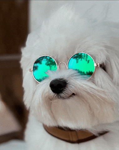 Jomvet Cool Dog With Sunglasses GIF