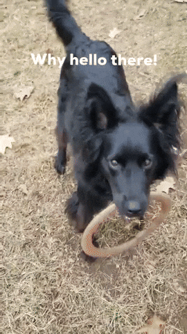 Why Hello There GIF