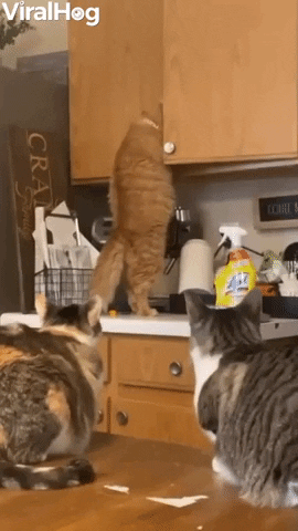 Cat That Wants More Treats Doesnt Let Cupboard Stop Him GIF by ViralHog